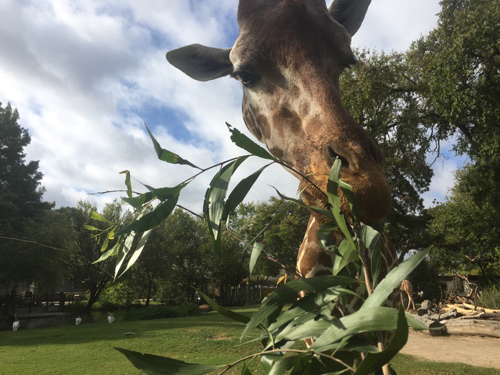 Feeding a Giraffe